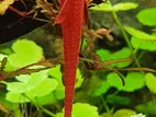 Red Lizard Fish