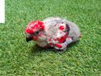 Red Lory Chick