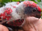 Red Lory Chick