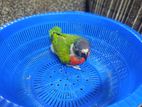 Red Lory Chick
