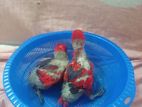 Red Lory Chick