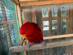 Red Lory Hand Tamed Bird