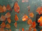 Red Melan Discus