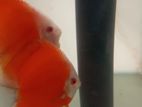 Red Melon Discus Fish