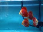 Red Mellon Discus Fish