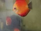 Red Mellon Discus