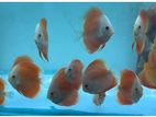 Discus Fish