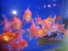 Red Orenda Fish