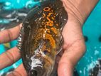 Red Oscar Fish
