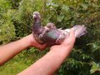 Red Pakistan Breeding Pair