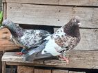 Red Pakistan Pigeon