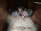 Pigeon