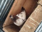 Pigeons