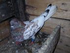 Red Pakistan Male Pigeon