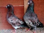 red Pakistan pigeon