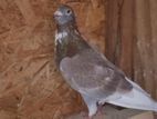 Red Pakistan Pigeon
