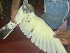 Pakisthan Pigeon