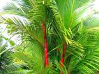 Red Palm 2 Plant