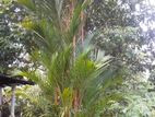 Red Palm Flant
