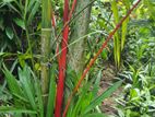 Red Palm Small Plants