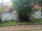 Red Palm Tree