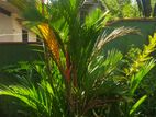 Red Palm Plant