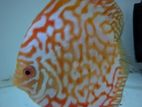 Red Panda Baby fish