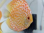 Red Panda Discus Fish