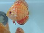 Red Panda Discus fish