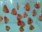 Red Panda Discus Fish
