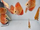 Red Panda Discus fish