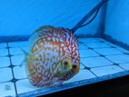 Red Panda Discus