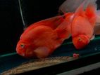Red Parrot Fish