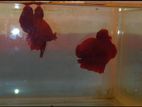 Red Plaket Betta Fish