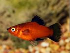 Red Platies Fish