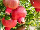 Red Pomegranate