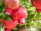 Red Pomegranate