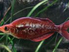 Red Rainbow Fish