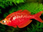 Red Rainbow Fish