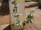 Red Rose Plants