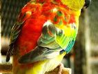 Red-Rumped Parrot