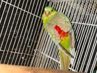 Red Rumed Breeding Pair