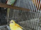 Red Rump Breeding Pair