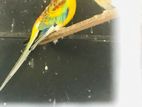 Red-Rumped Male parrot