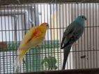 Red Rumped Parakeet Breeding Pair