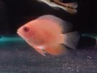 Red Severum Fish
