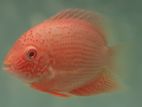 Red Severum fish