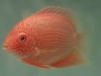 Red Severum Fish