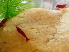 Red Shrimp