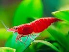 Red Shrimp